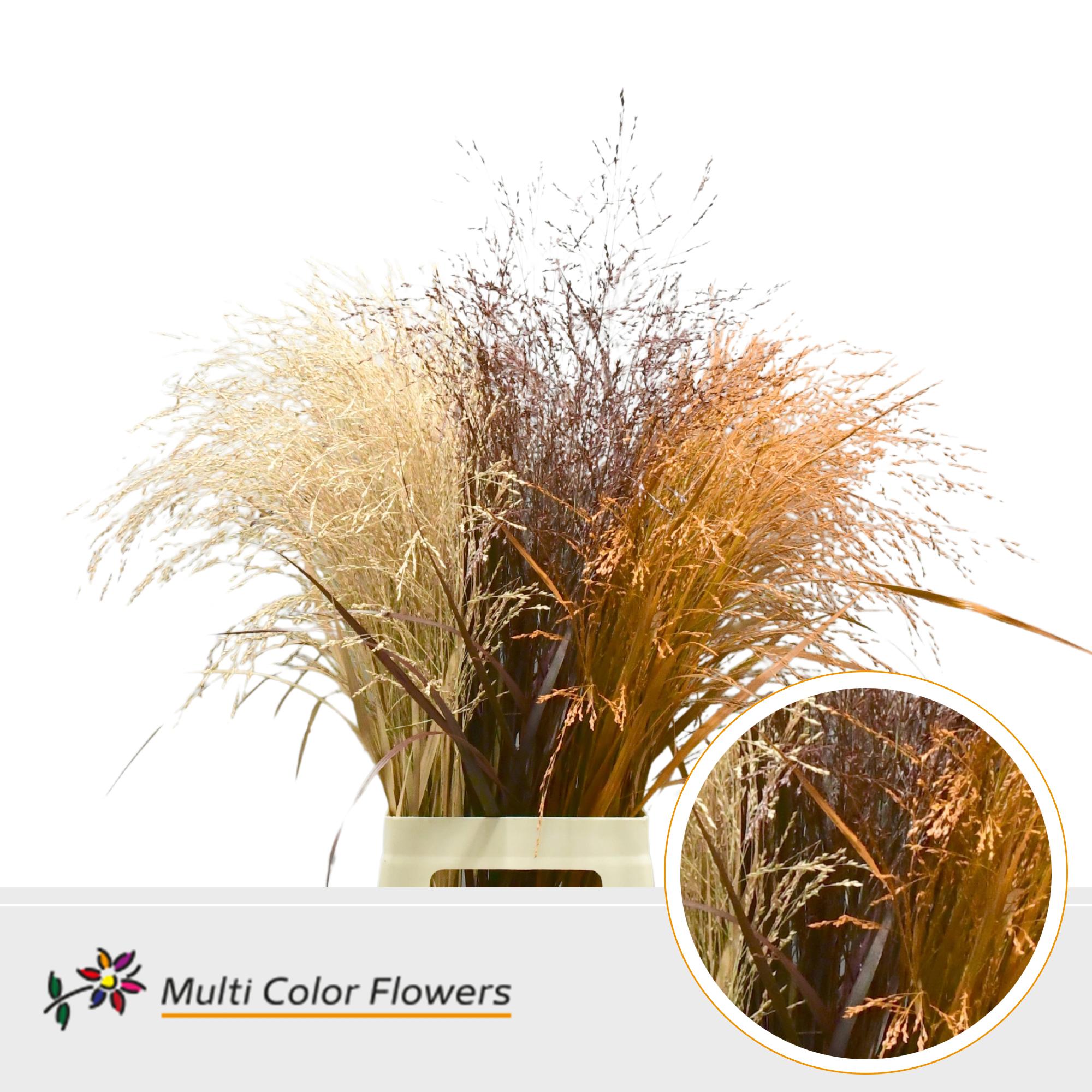 150x Gs panicum herfst mix 80cm