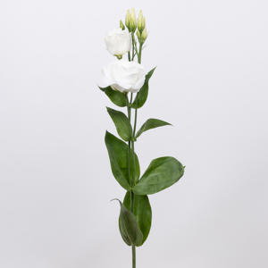 10x Eust.arena giant white du 70cm