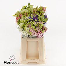 50x Eust.alissa mix var.du 70cm