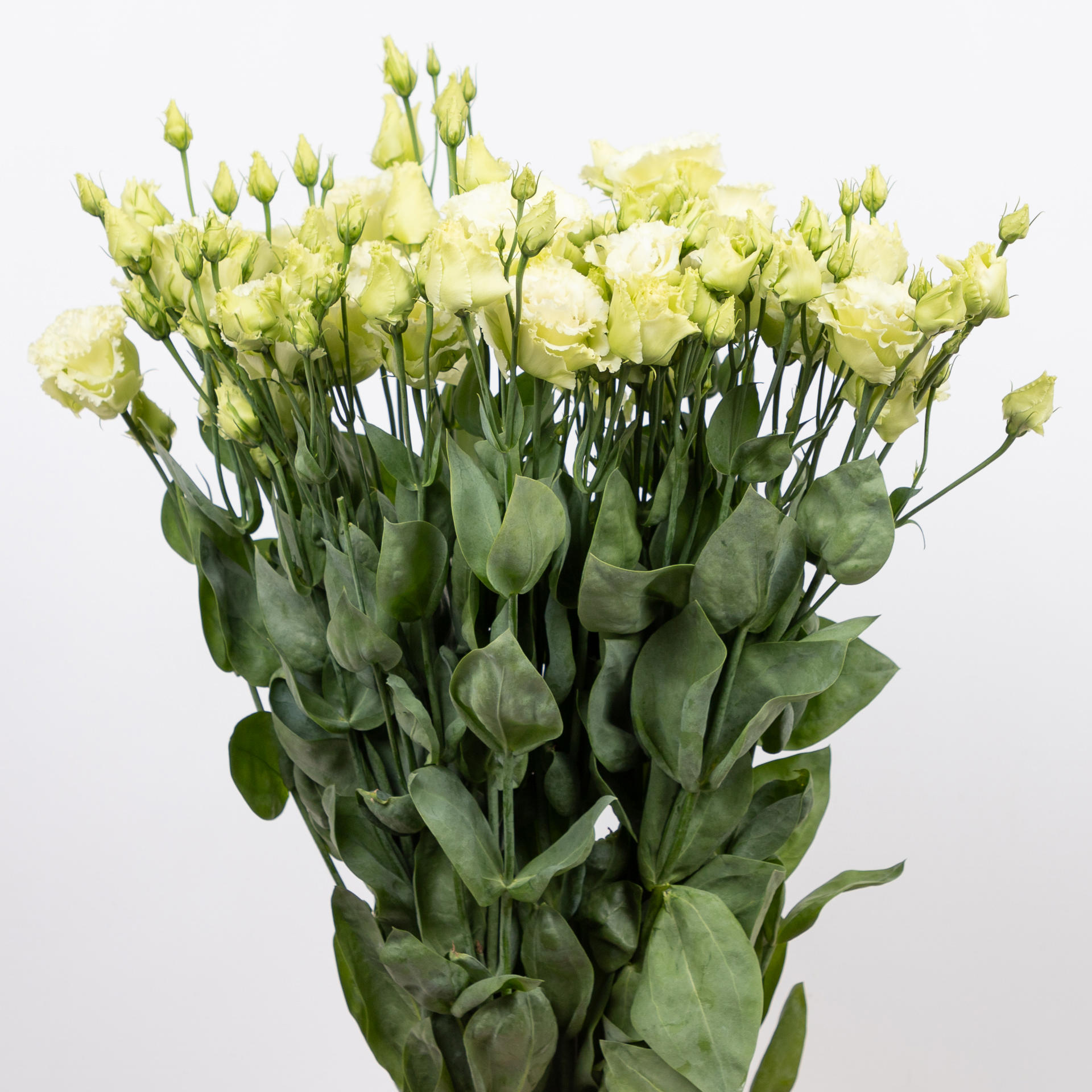 10x Eust.alissa green du 70cm