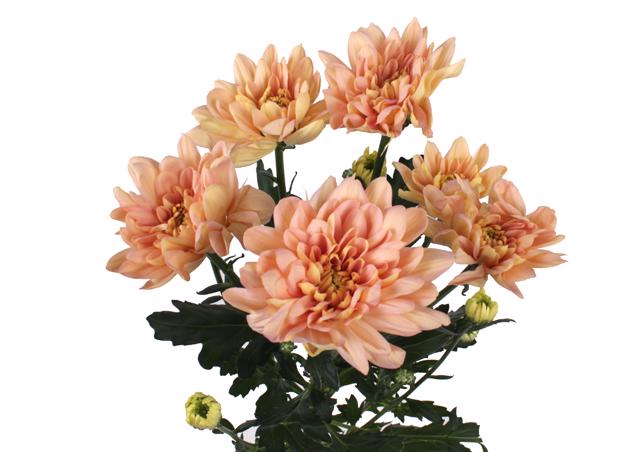 10x Chrysant baltica salmon 70cm