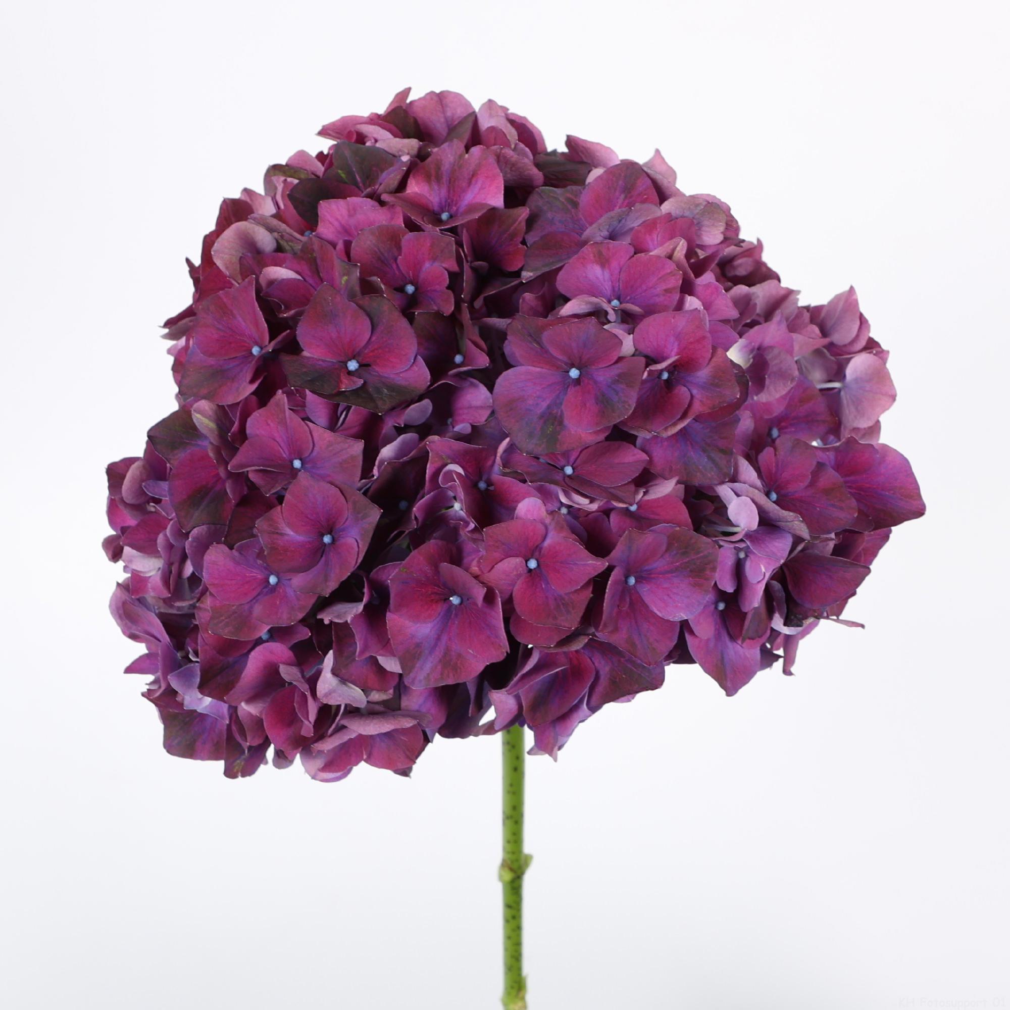 10x Hydr.mag.rubyred paars 50cm