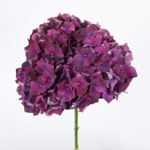 10x Hydr.mag.rubyred paars 50cm