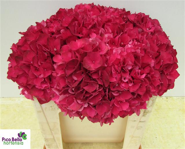10x Hydr.mag.rubyred 60cm
