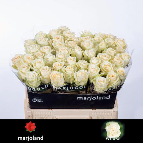 10x Rosa dolomiti 50cm