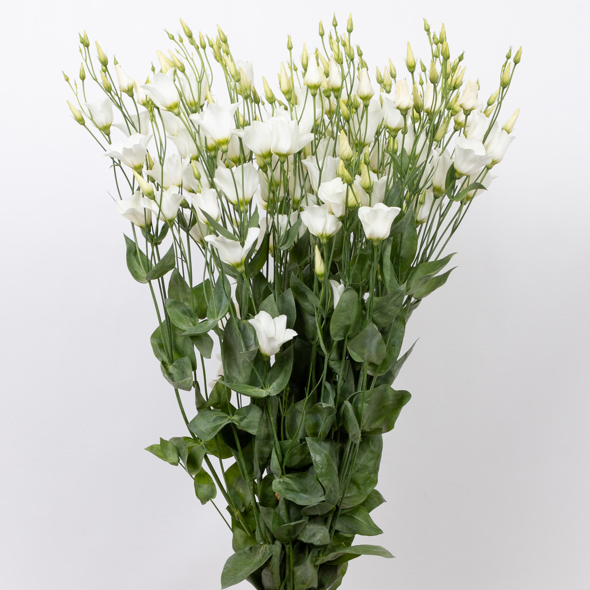 10x Eust.botanic white en 70cm