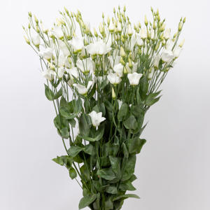10x Eust.botanic white en 70cm