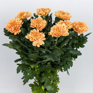 10x Chrysant kalimba orange 70cm