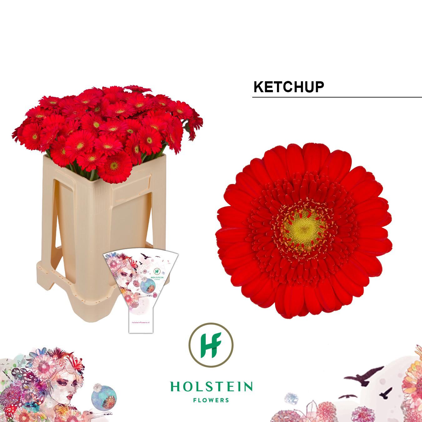 20x Germ.ketchup 50cm