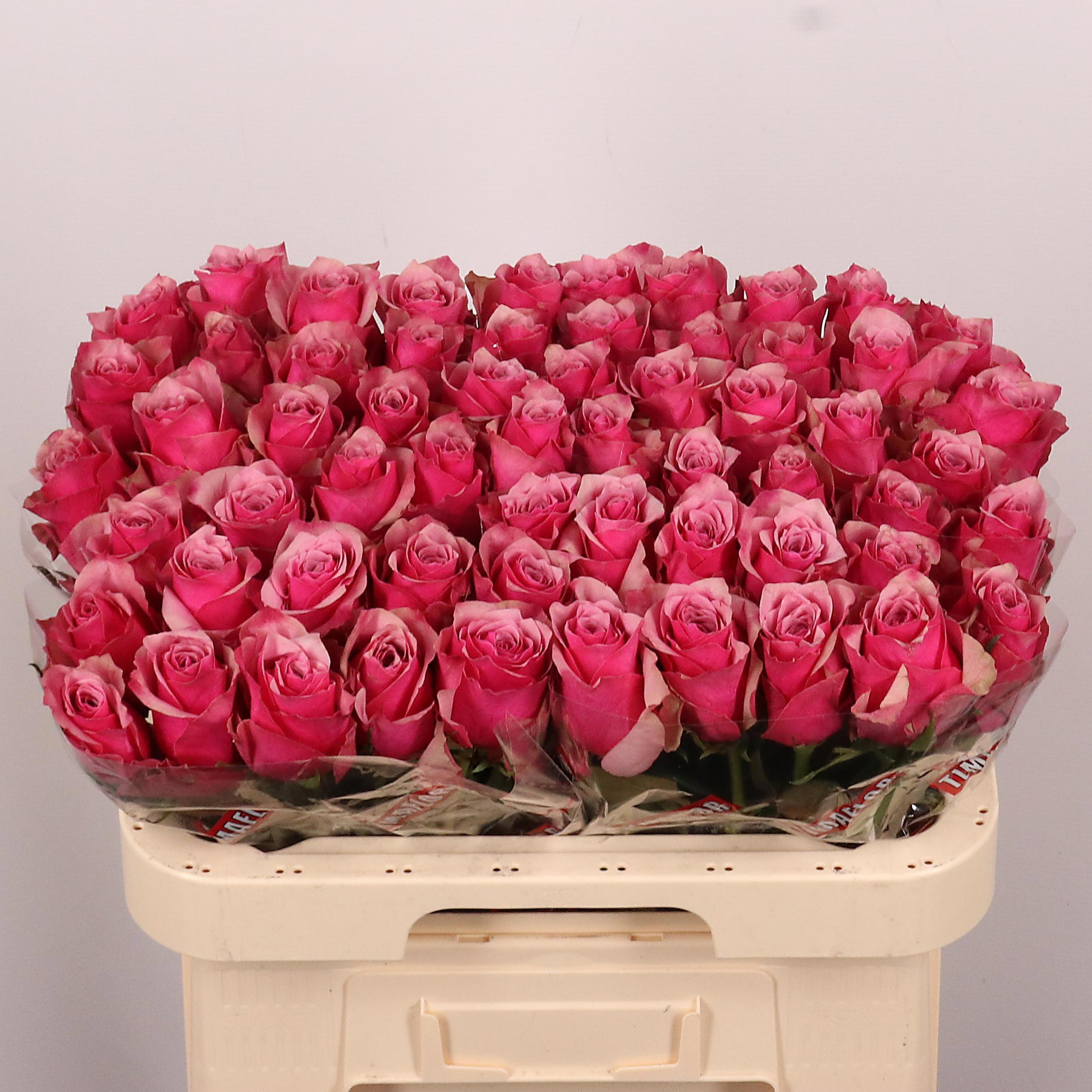 20x Rosa majestic athena 60cm