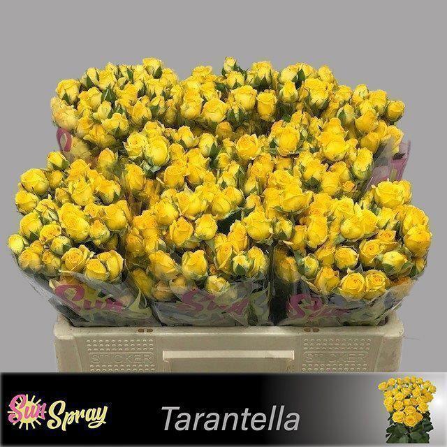10x Rosa tarantella 50cm