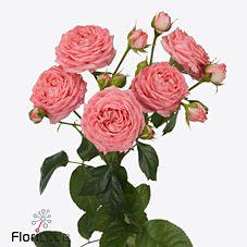 12x Rosa femke 50cm