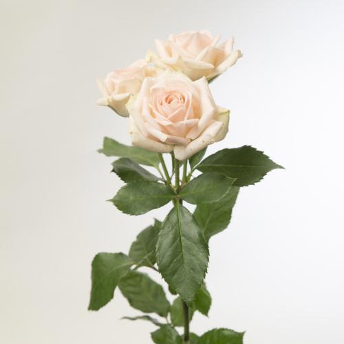 10x Rosa happy wedding 60cm
