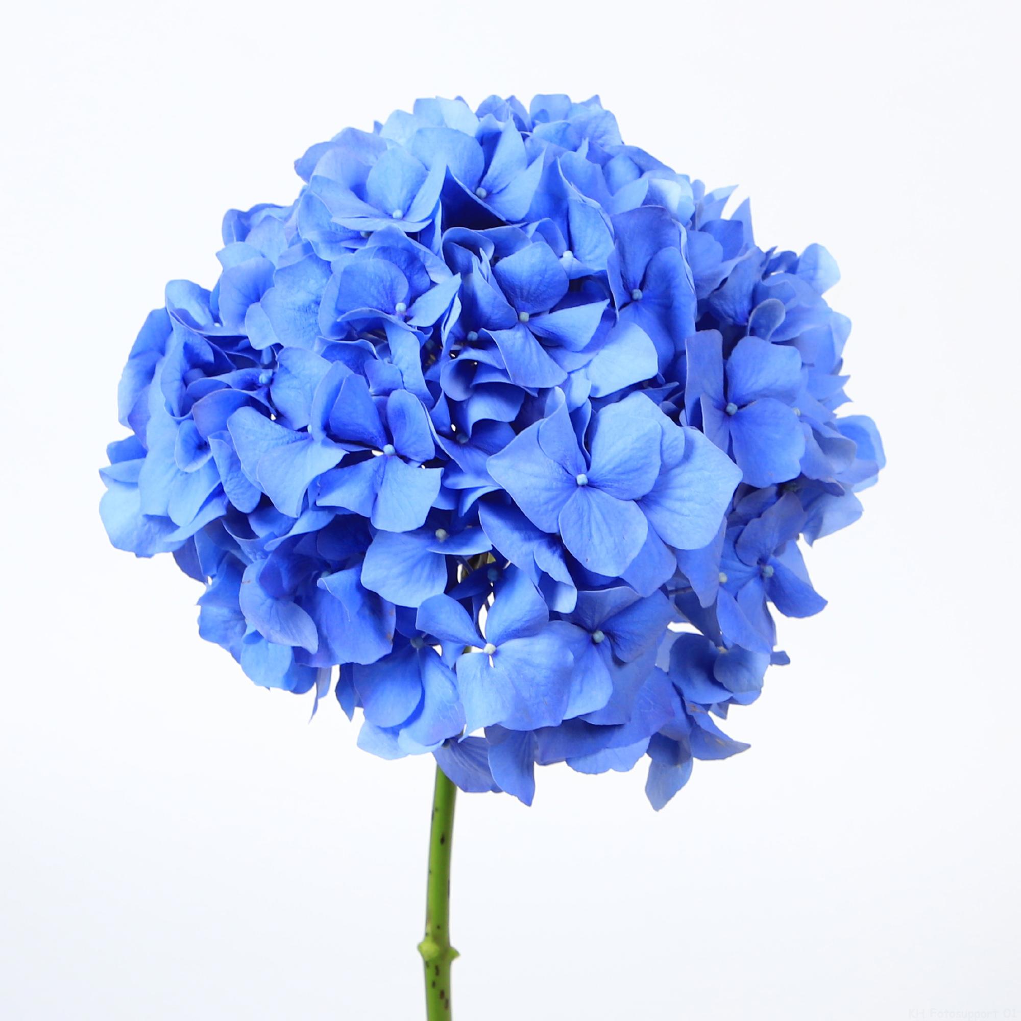 10x Hydr.pimpernel 70cm