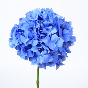 10x Hydr.pimpernel 80cm