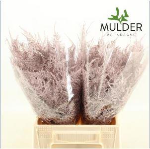 50x Aspar.set.1e veren champagne 40cm