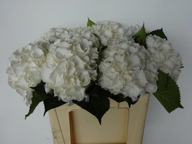 10x Hydr.white verena 50cm