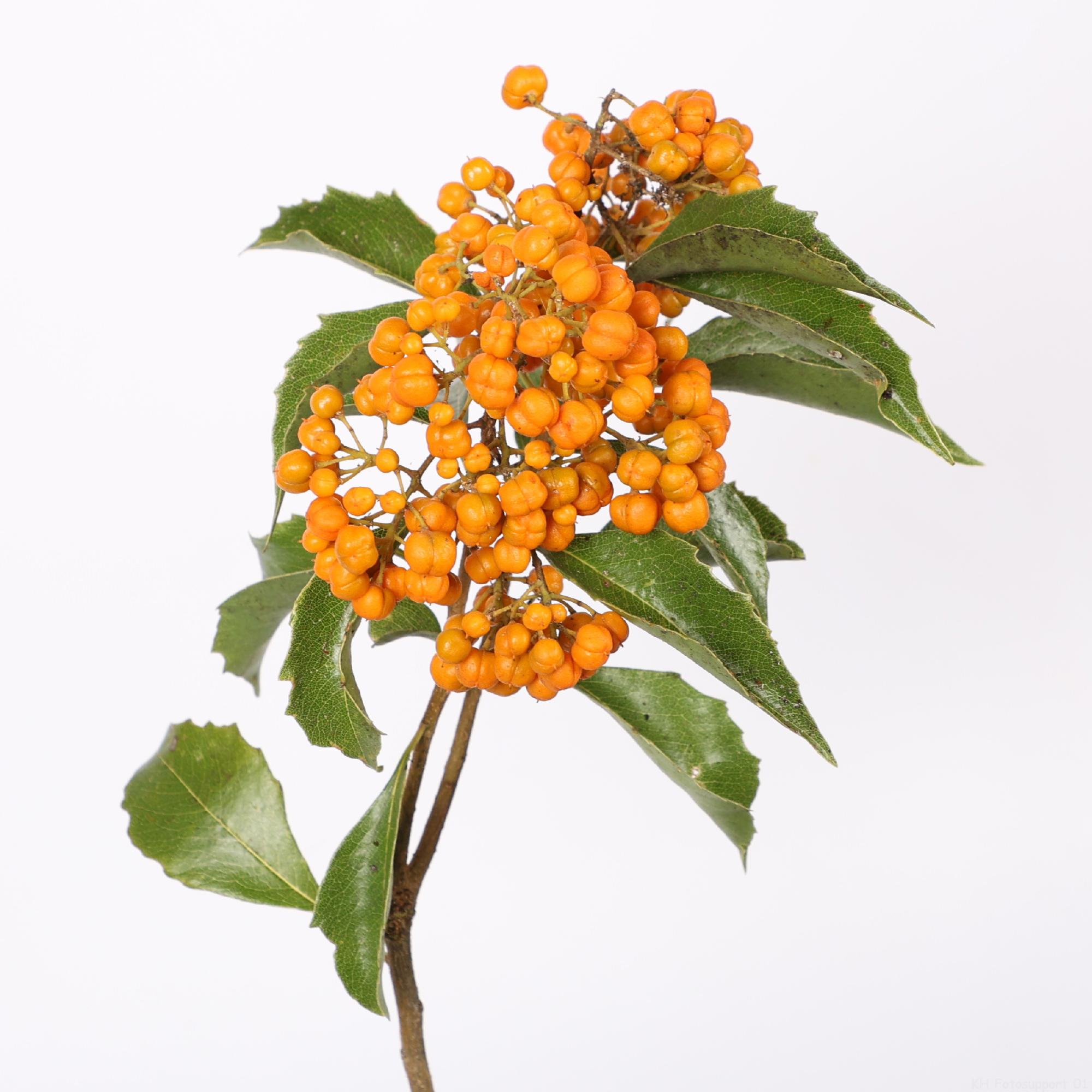 5x Sg pittosp.rhombifolia 50cm