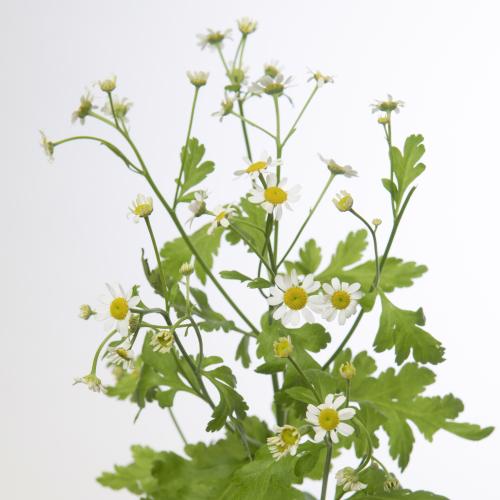 25x Tanac.single vegmo 60cm
