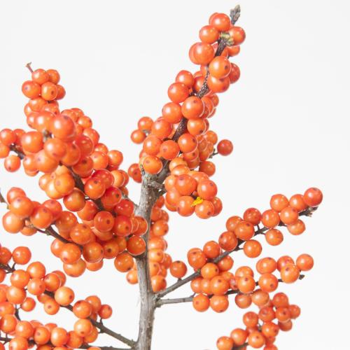 5x Ilex winter gold 60cm