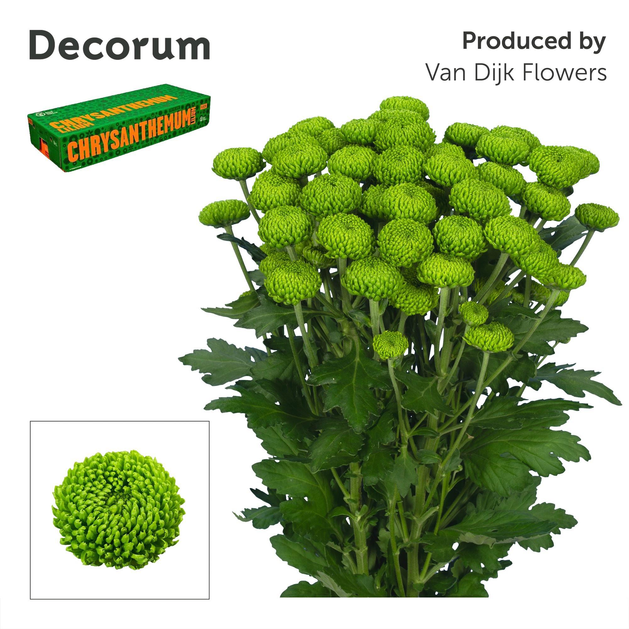 10x Chrysant deligreen 70cm