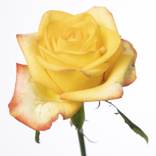 10x Rosa catalunya+ 50cm