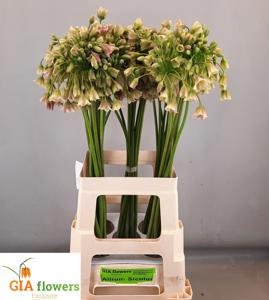 10x Allium siculum bulgar 80cm