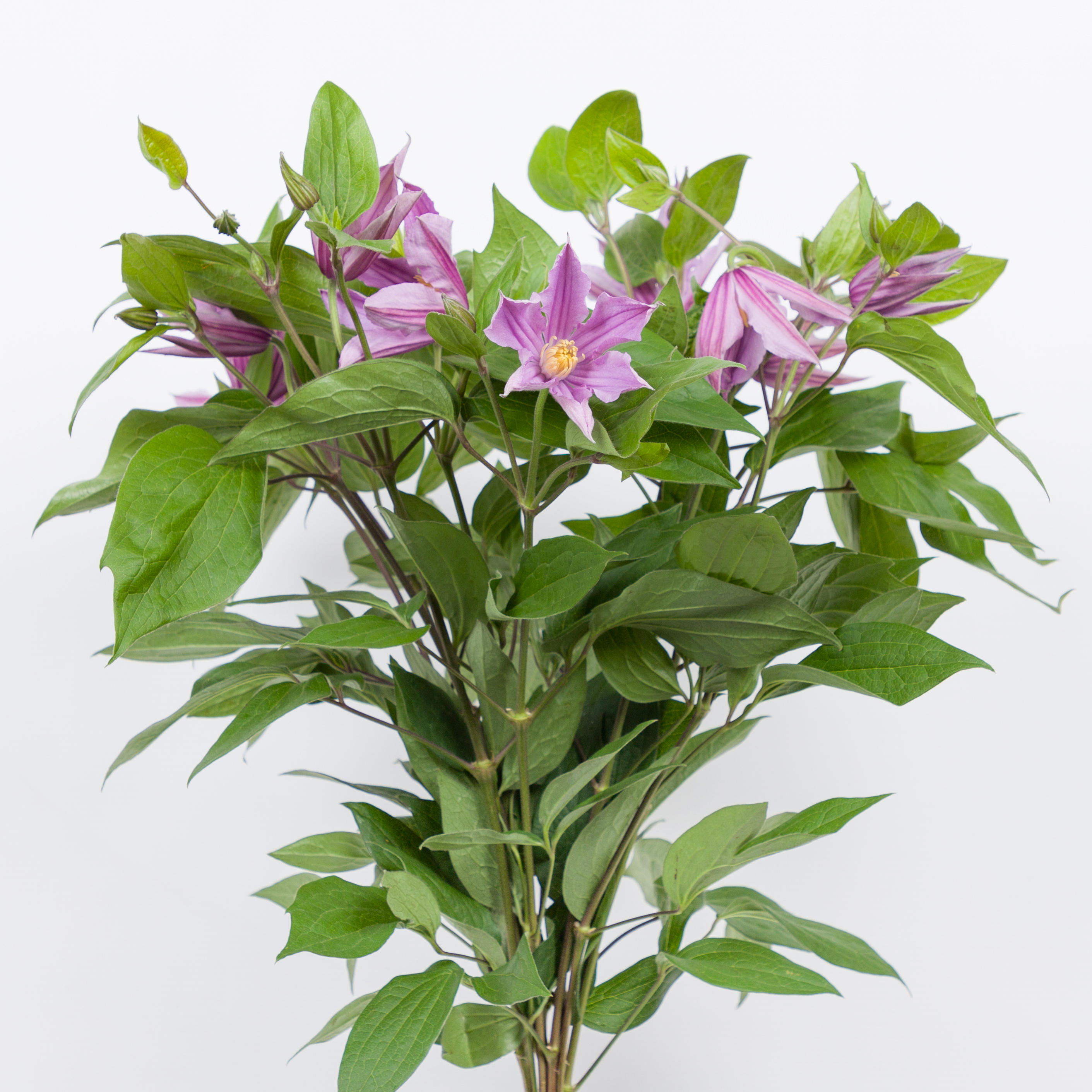 10x Clematis amazing london 60cm