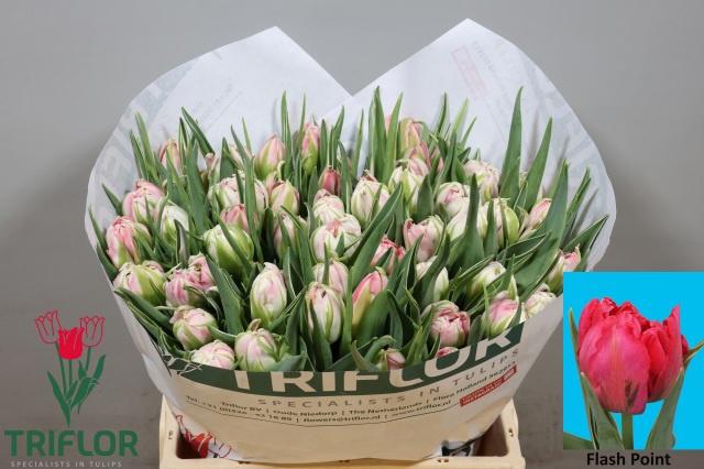 50x Tulipa flash point du 40cm