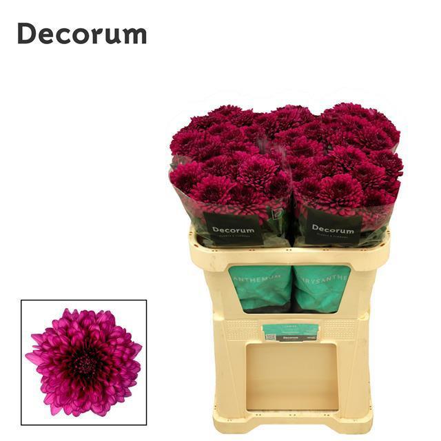 10x Chrysant lamira 70cm