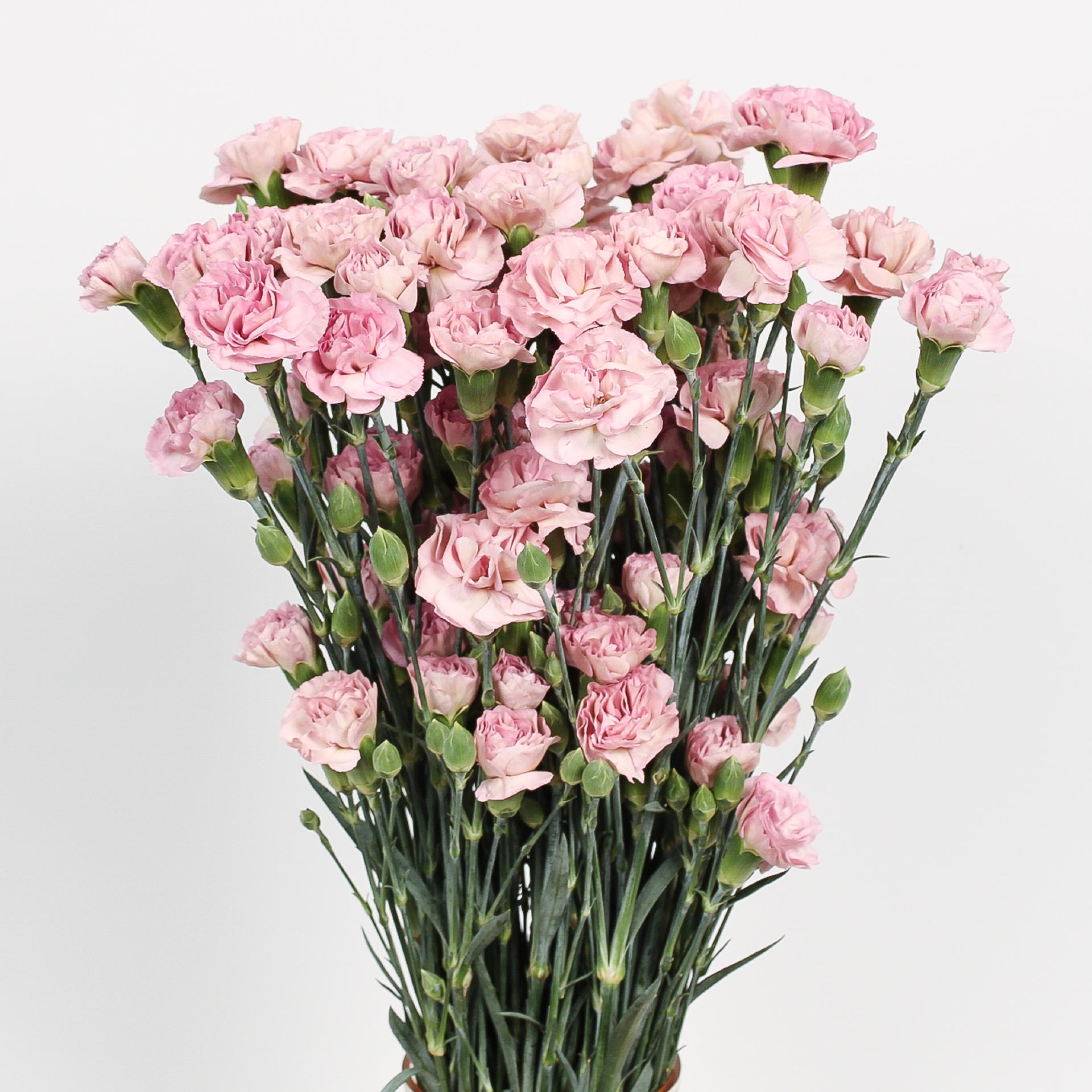 20x Dian.tr.mocha sweet 60cm