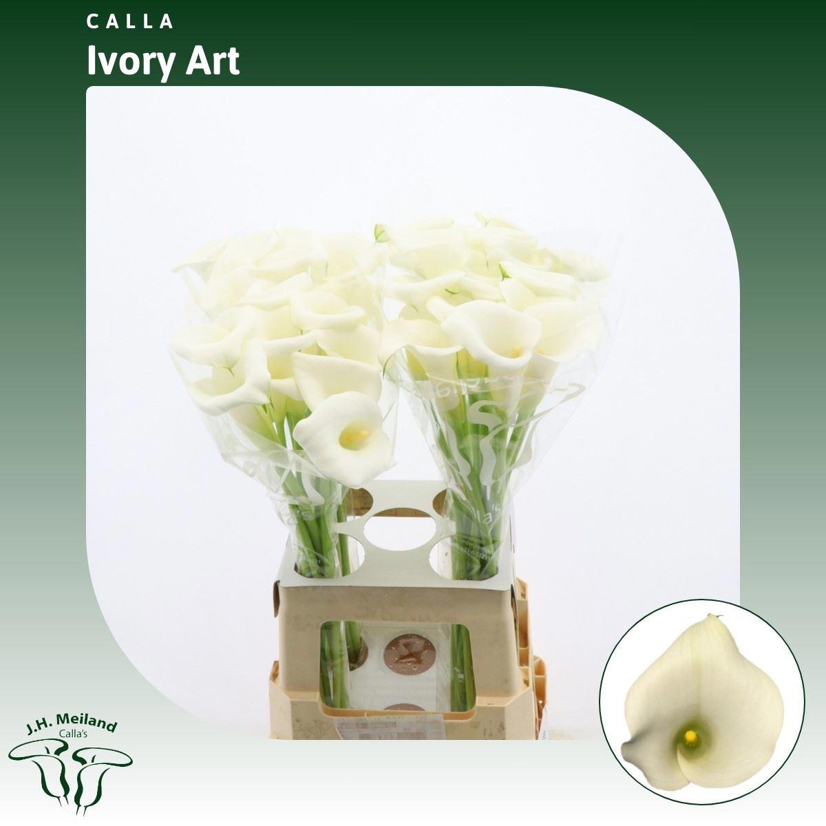 10x Zant.ivory art 70cm