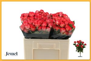 10x Rosa summer dance 50cm