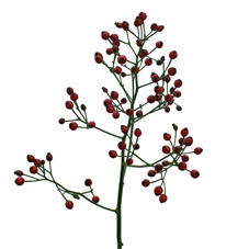 10x Rosa fair jewel 50cm