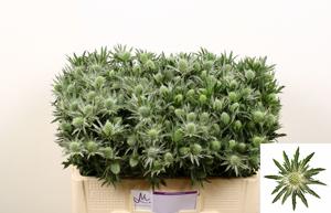 10x Eryngium sirius questar 50cm