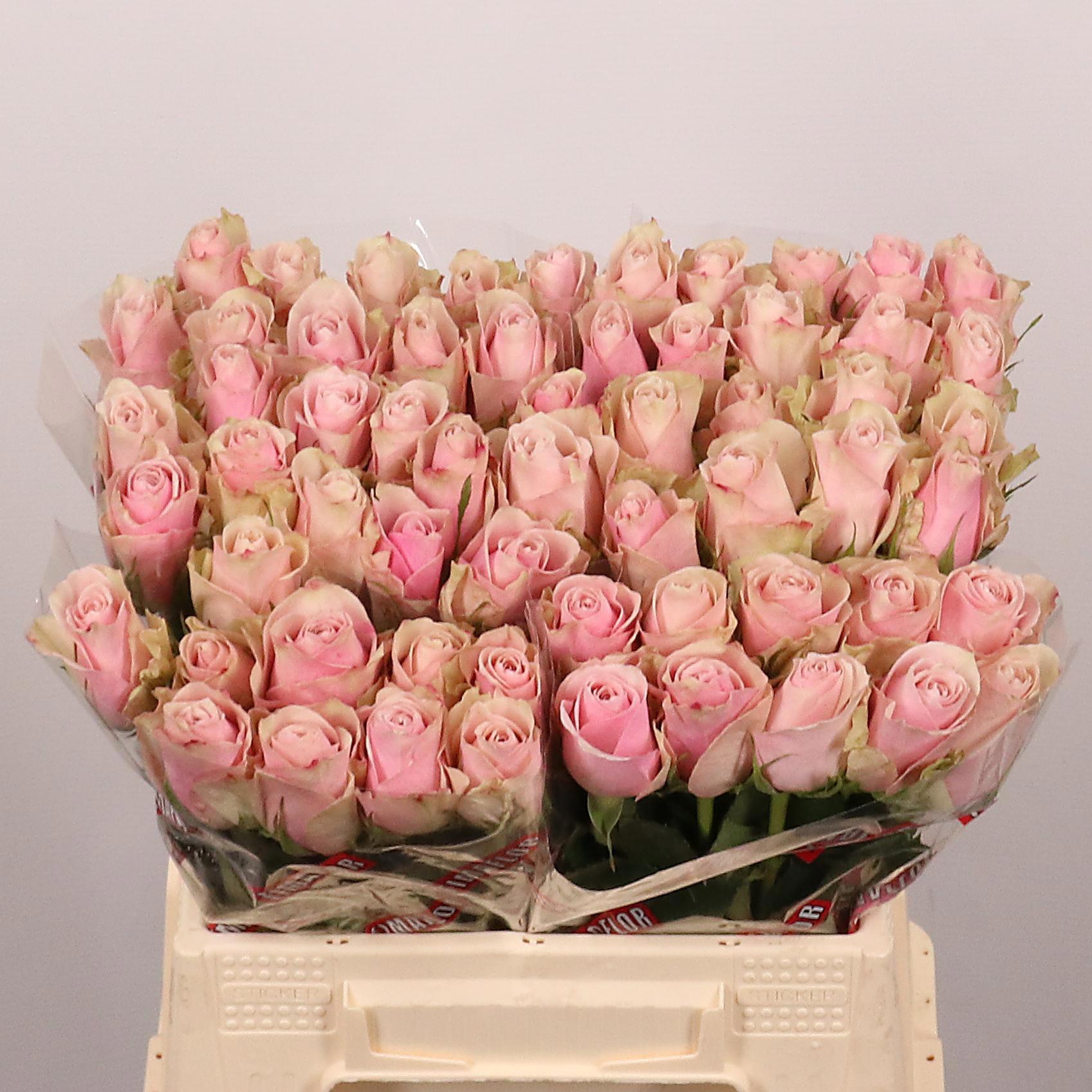 20x Rosa pink athena 40cm