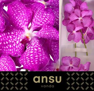 16x Vanda kan.magic pink 20cm