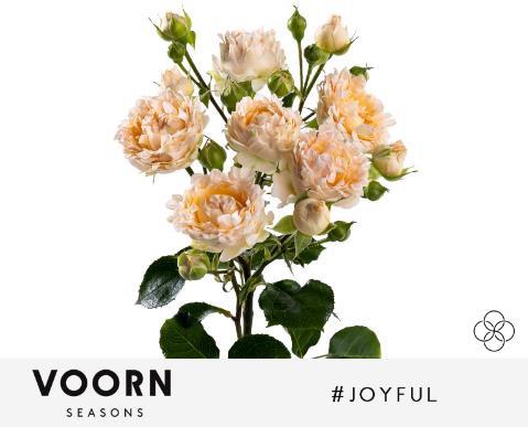 10x Rosa tr. #joyful 60cm