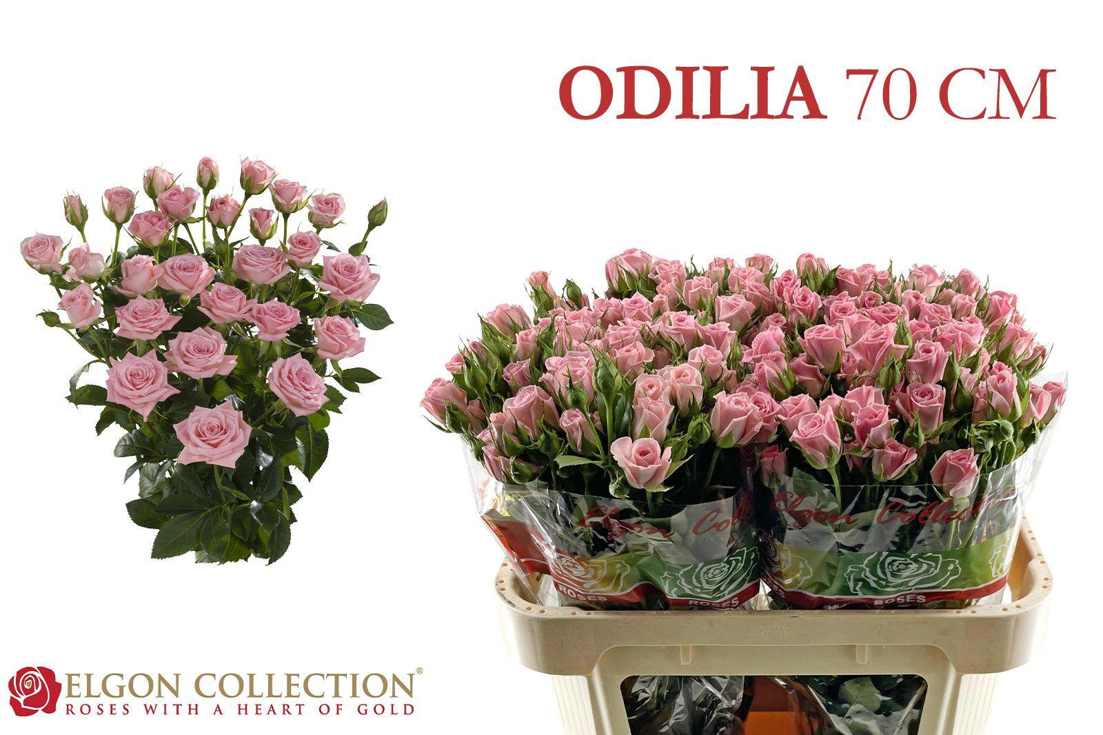 10x Rosa odilia 70cm