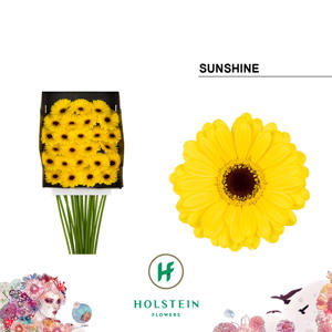 25x Germ.sunshine 70cm