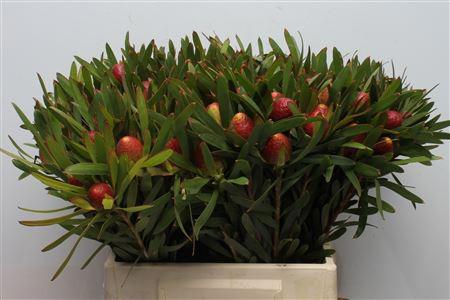 50x Pg leuc.ayoba cherry pearl 40cm