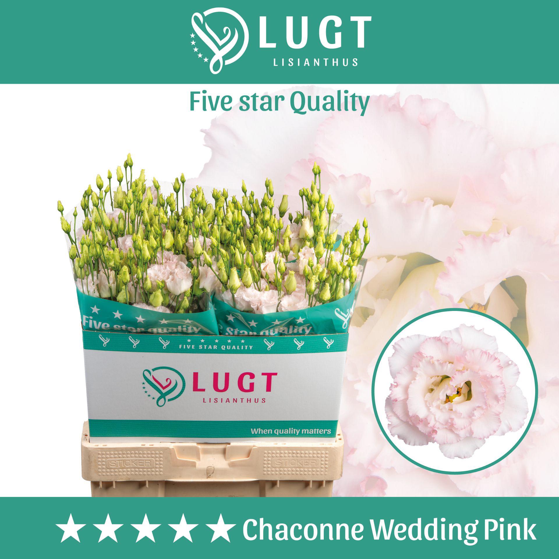 10x Eust.chaconne wedding pink du 70cm