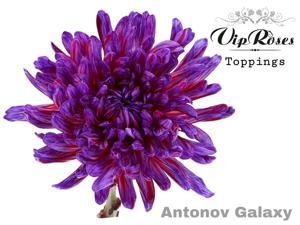 20x Chrysant antonov galaxy 60cm