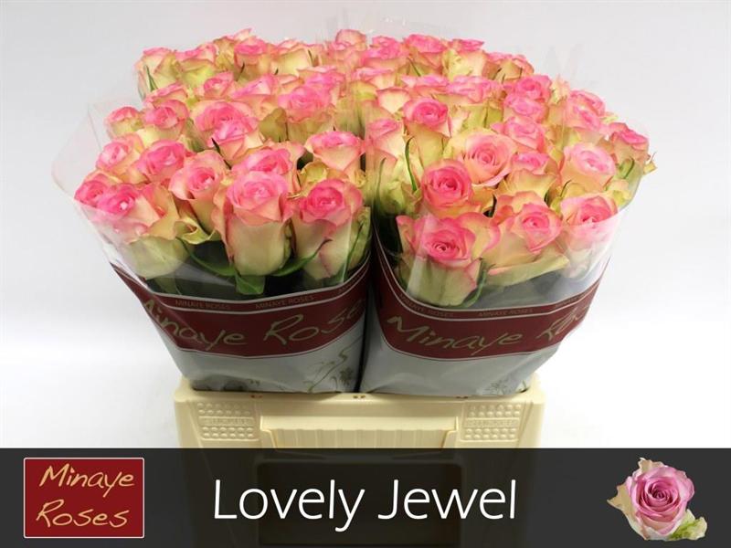 20x Rosa de ruiter's lovely jewel 40cm