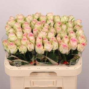 20x Rosa esperance 60cm