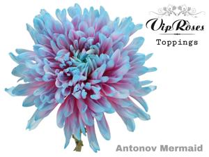 20x Chrysant antonov mermaid 60cm
