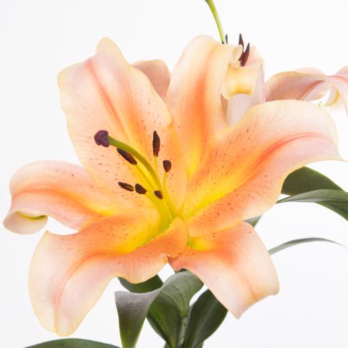 10x Lil.zelmira 80cm