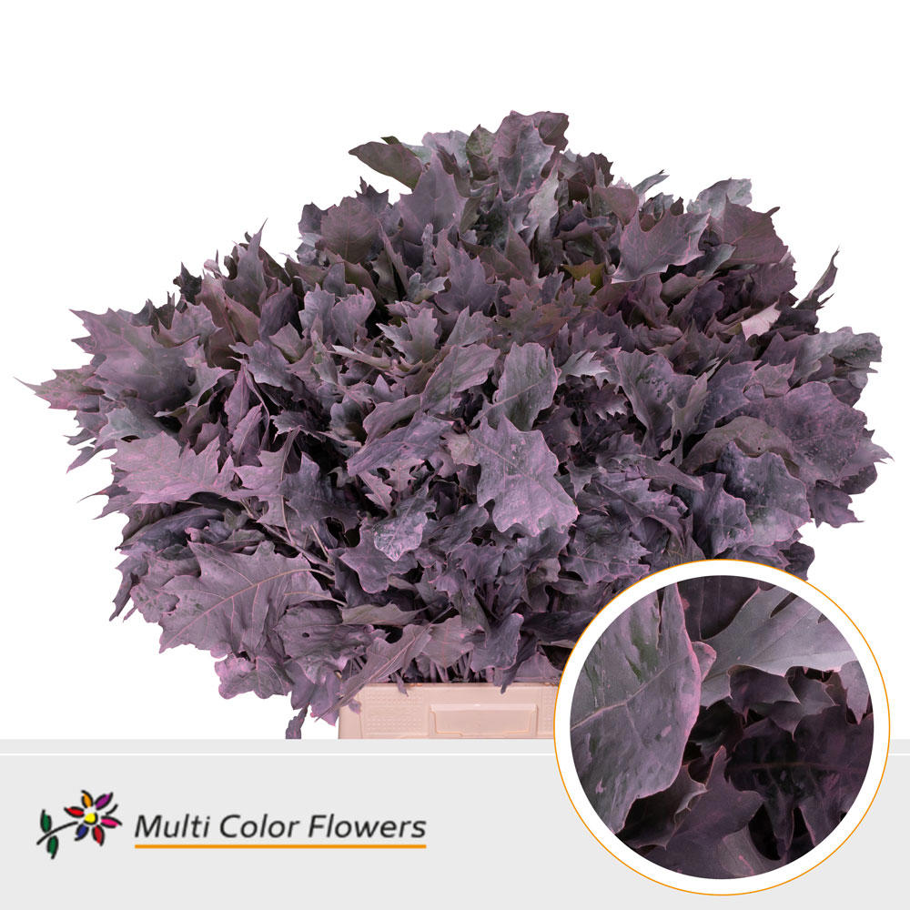 20x Sg quercus roze 80cm