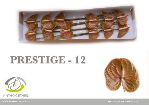 12x Anth.prestige 10cm