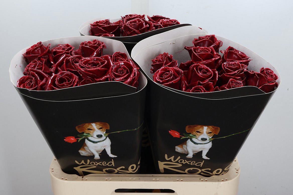 10x Wax roos bordeaux 70cm